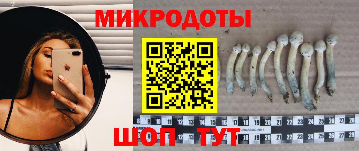 Псилоцибиновые грибы Cubensis Нижний Тагил